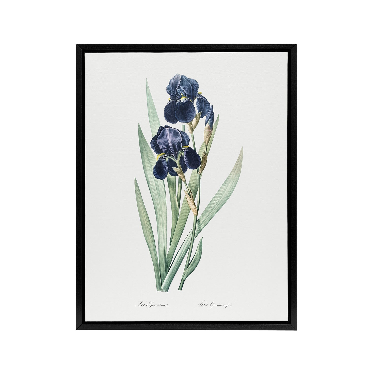 Bearded Iris Botanical Redoute Vintage Black Framed Canvas Wall Art