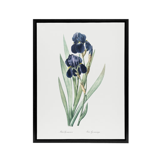 Bearded Iris Botanical Redoute Vintage Black Framed Canvas Wall Art