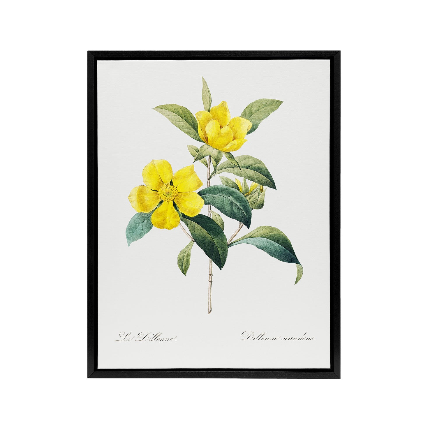 Golden Guinea Vine Flowers Redoute Vintage Black Framed Canvas Wall Art