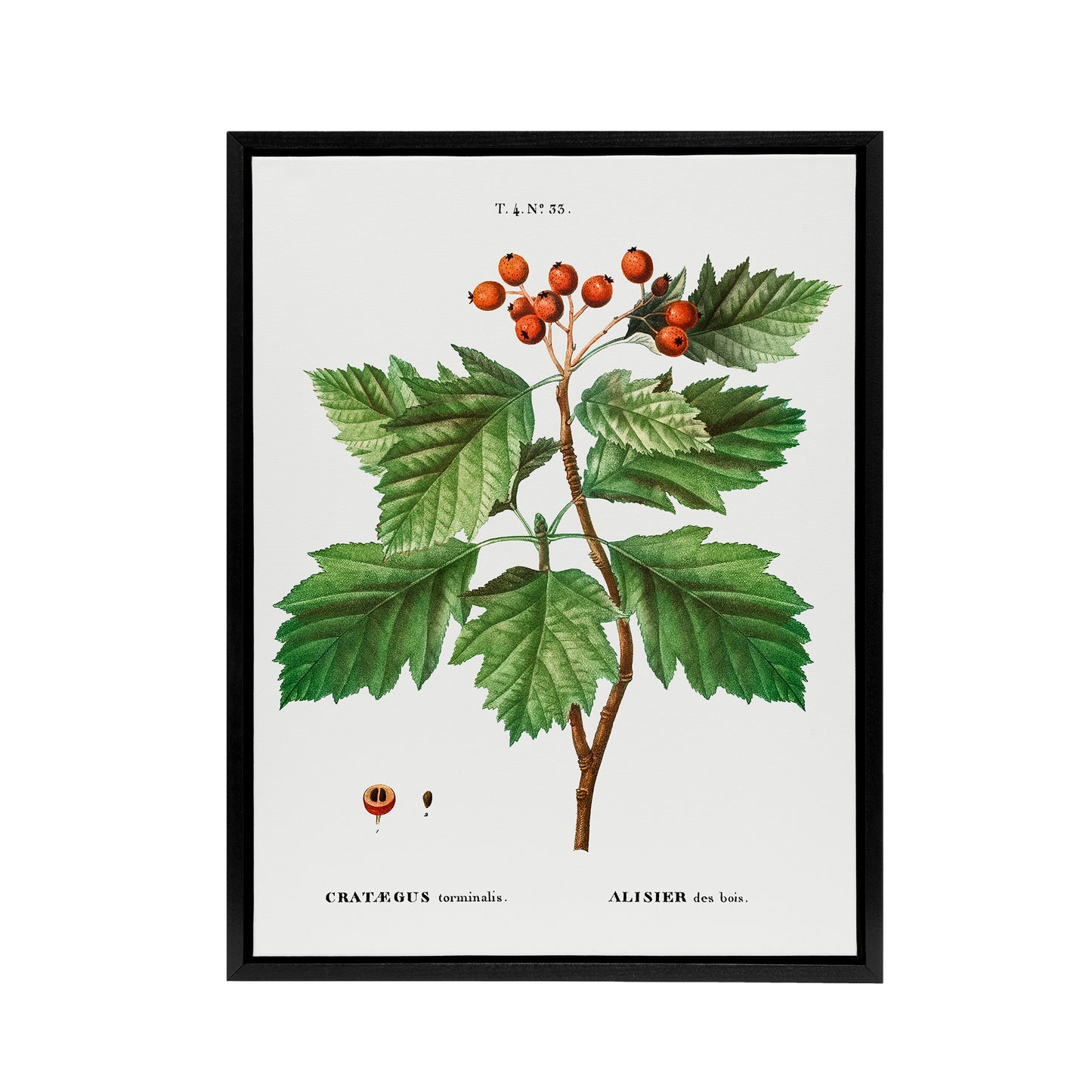 Hawthorn Botanical Illustration Redoute Vintage Framed Canvas Wall Art