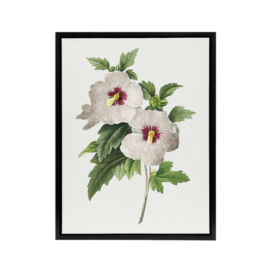 Hibiscus Flower Illustration Redoute Vintage Black Framed Canvas Wall Art