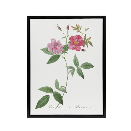 Hudson Rosehip Botanical Redoute Vintage Black Framed Canvas Wall Art