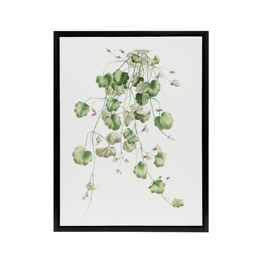Kenilworth Ivy Botanical Redoute Vintage Black Framed Canvas Wall Art