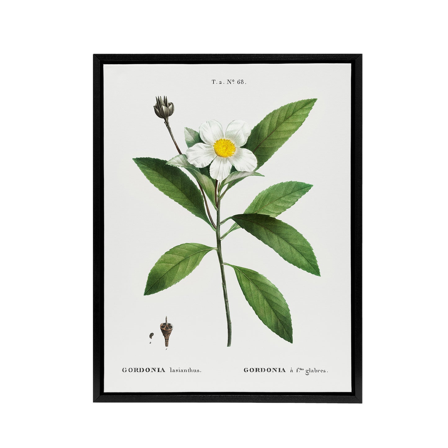 Gordonia Tree Loblolly Bay Flowers Redoute Black Framed Canvas Wall Art