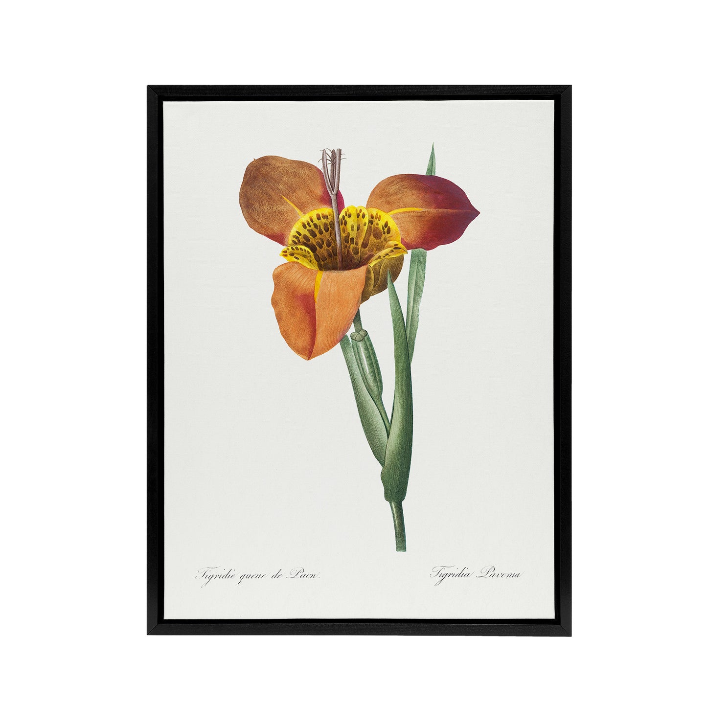 Tiger Flower Botanical Redoute Vintage Black Framed Canvas Wall Art