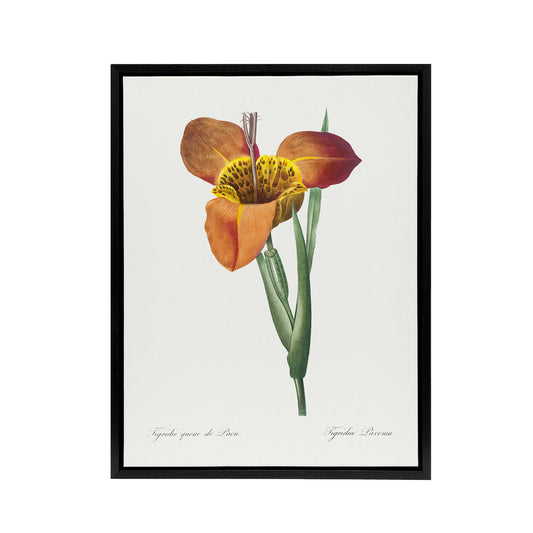 Tiger Flower Botanical Redoute Vintage Black Framed Canvas Wall Art