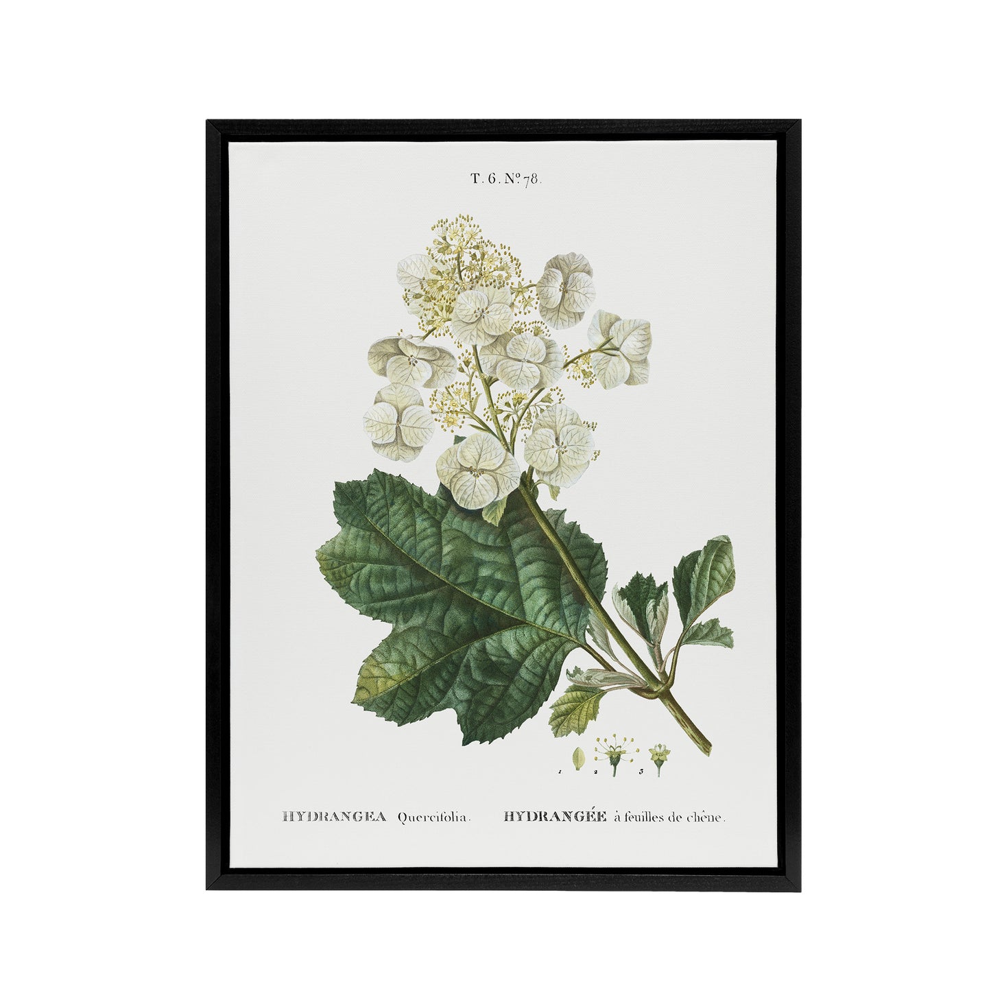Oakleaf Hydrangea Flowers Redoute Vintage Black Framed Canvas Wall Art