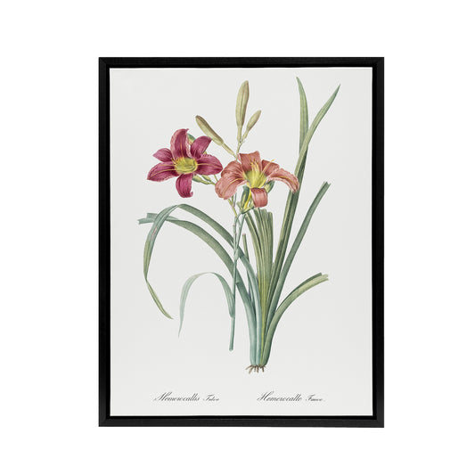 Orange Daylily Floral Redoute Vintage Black Framed Canvas Wall Art
