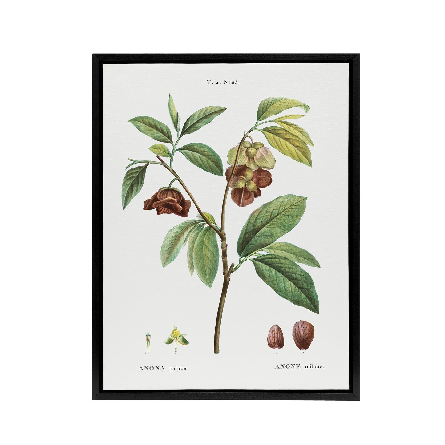 Papaw Tree Botanical Redoute Vintage Black Framed Canvas Wall Art