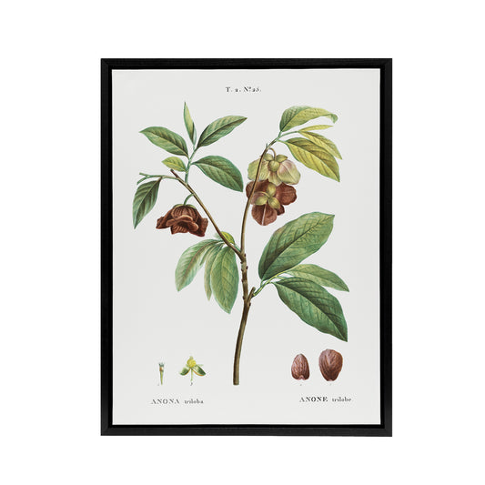 Papaw Tree Botanical Redoute Vintage Black Framed Canvas Wall Art