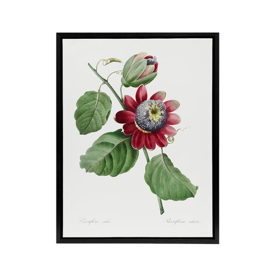 Passion Flower Illustration Redoute Vintage Black Framed Canvas Wall Art