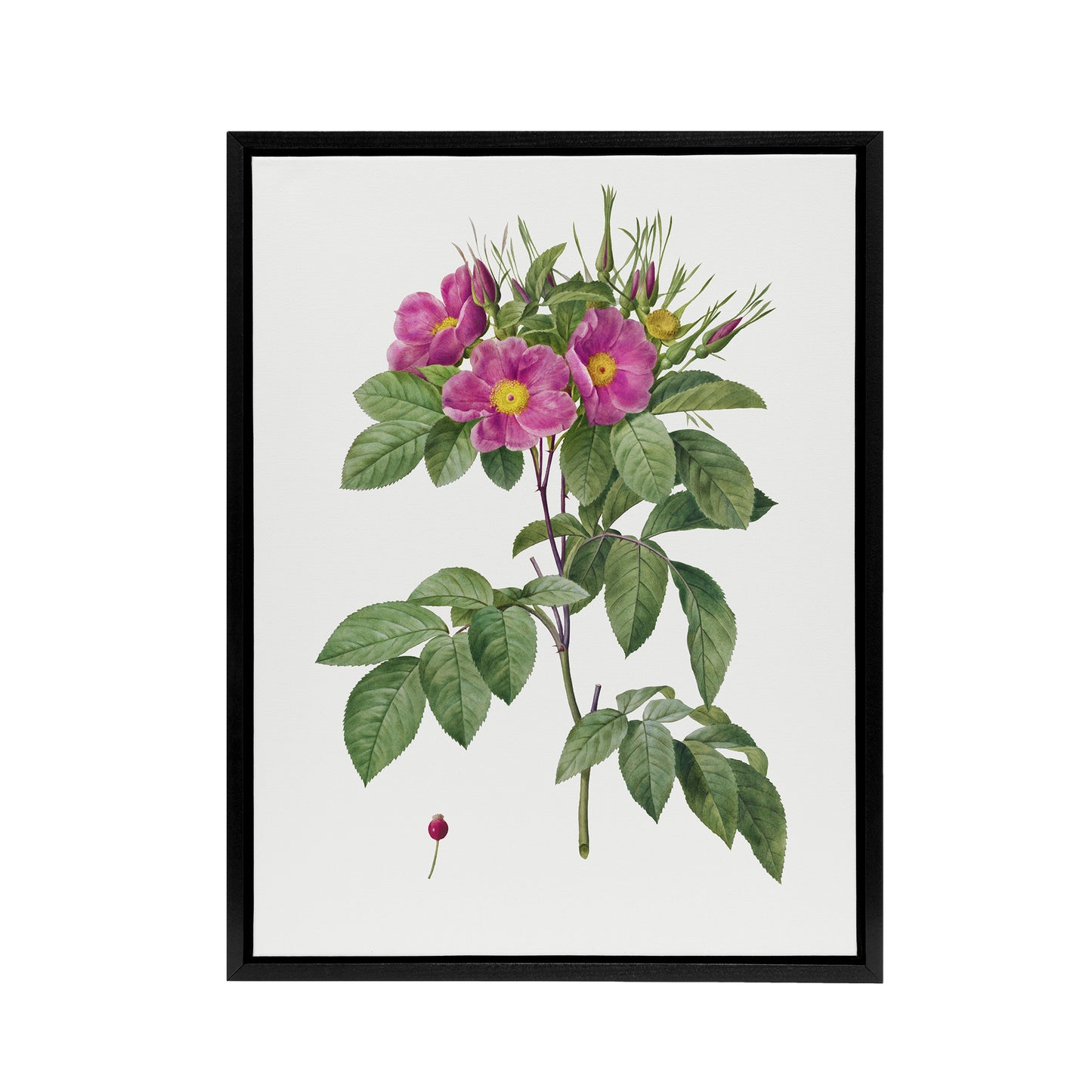 Carolina Rose Illustration Redoute Vintage Black Framed Canvas Wall Art
