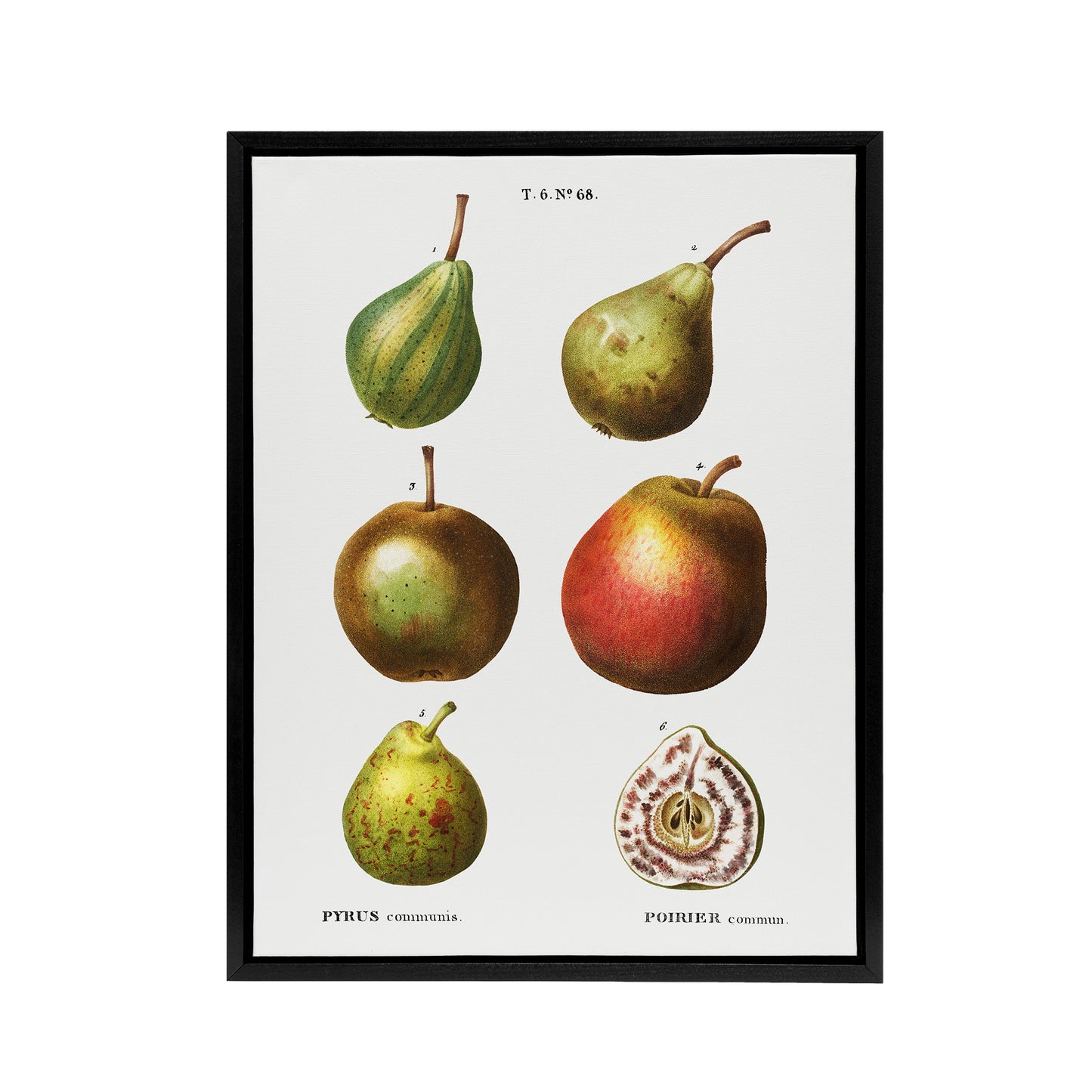 Pear Varieties Illustration Redoute Vintage Black Framed Canvas Wall Art