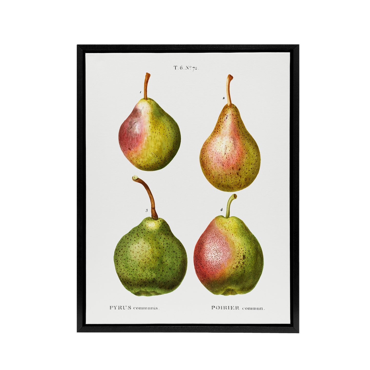 Pear Fruit Illustration Redoute Vintage Black Framed Canvas Wall Art
