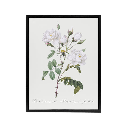White Rose Floral Illustration Redoute Vintage Framed Canvas Wall Art