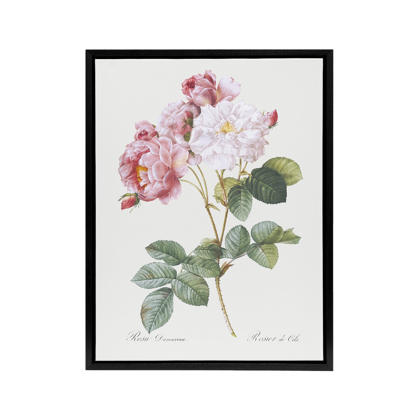 Pink Rosebush Flowers Redoute Vintage Black Framed Canvas Wall Art