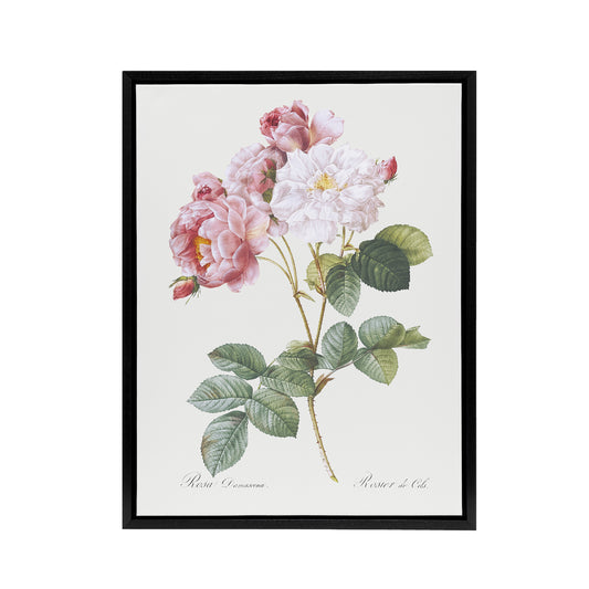 Pink Rosebush Flowers Redoute Vintage Black Framed Canvas Wall Art