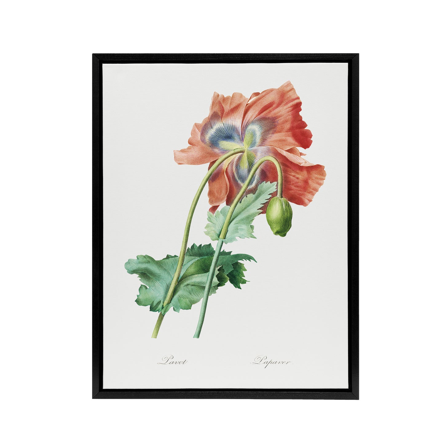 Poppy Flower Botanical Redoute Vintage Black Framed Canvas Wall Art