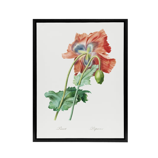 Poppy Flower Botanical Redoute Vintage Black Framed Canvas Wall Art