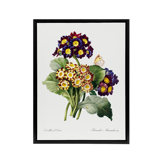 Primrose Flowers Floral Redoute Vintage Black Framed Canvas Wall Art