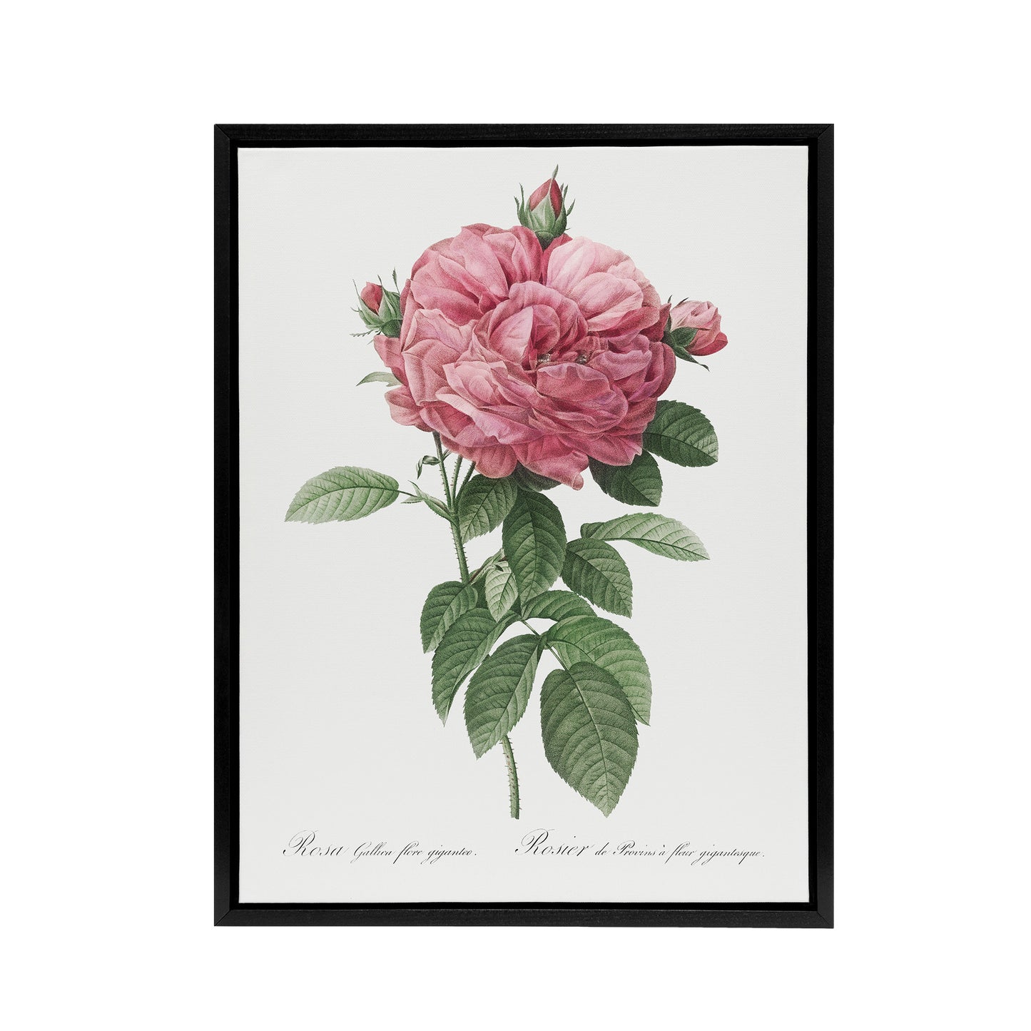 Giant Gallica Rose Floral Redoute Vintage Black Framed Canvas Wall Art