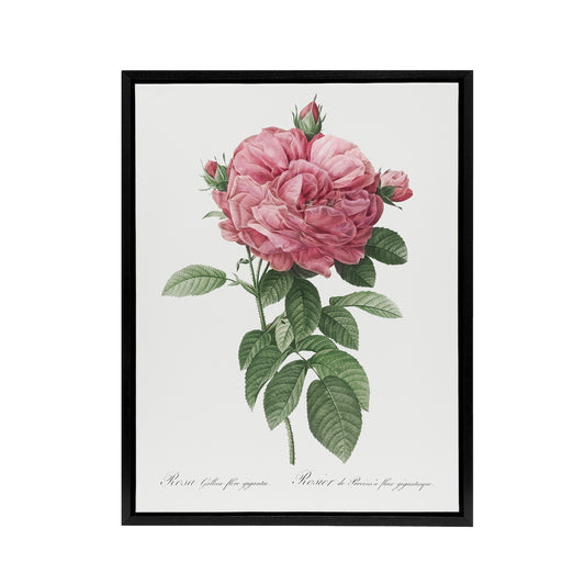 Giant Gallica Rose Floral Redoute Vintage Black Framed Canvas Wall Art