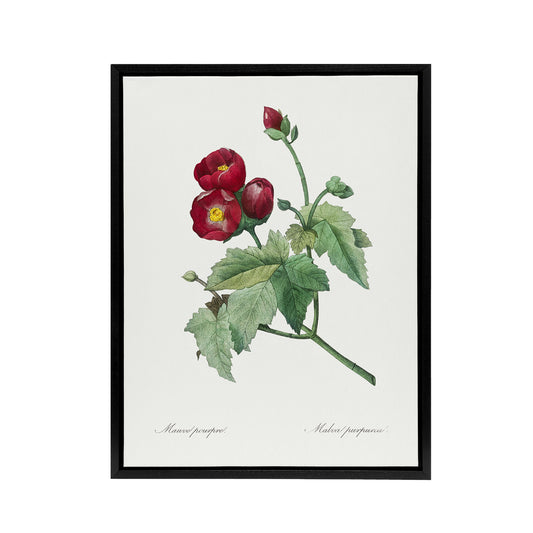 Callirhoe Poppy Mallow Flower Redoute Vintage Framed Canvas Wall Art