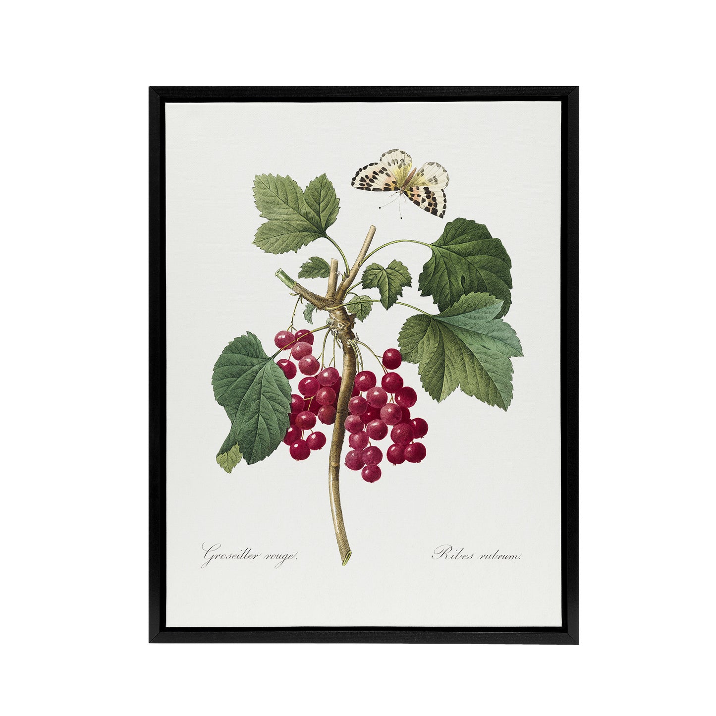 Redcurrant Berries and Butterfly Redoute Vintage Framed Canvas Wall Art