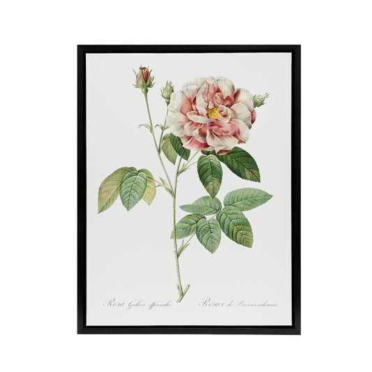 Rosa Gallica Giant Rose Floral Redoute Vintage Framed Canvas Wall Art