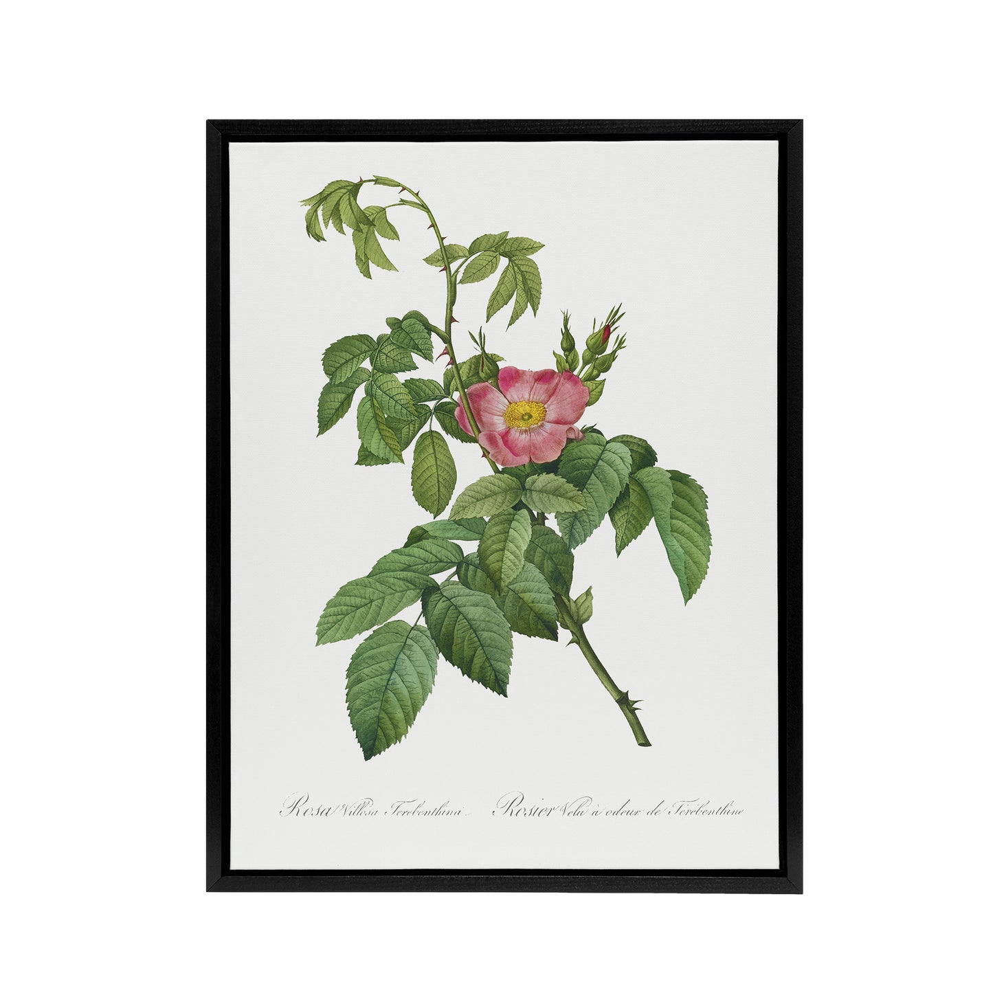Rosa Villosa Flower Bloom Redoute Vintage Black Framed Canvas Wall Art