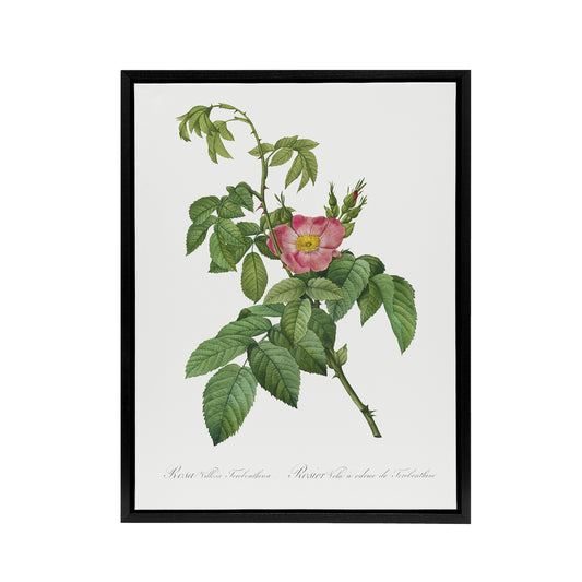 Rosa Villosa Flower Bloom Redoute Vintage Black Framed Canvas Wall Art
