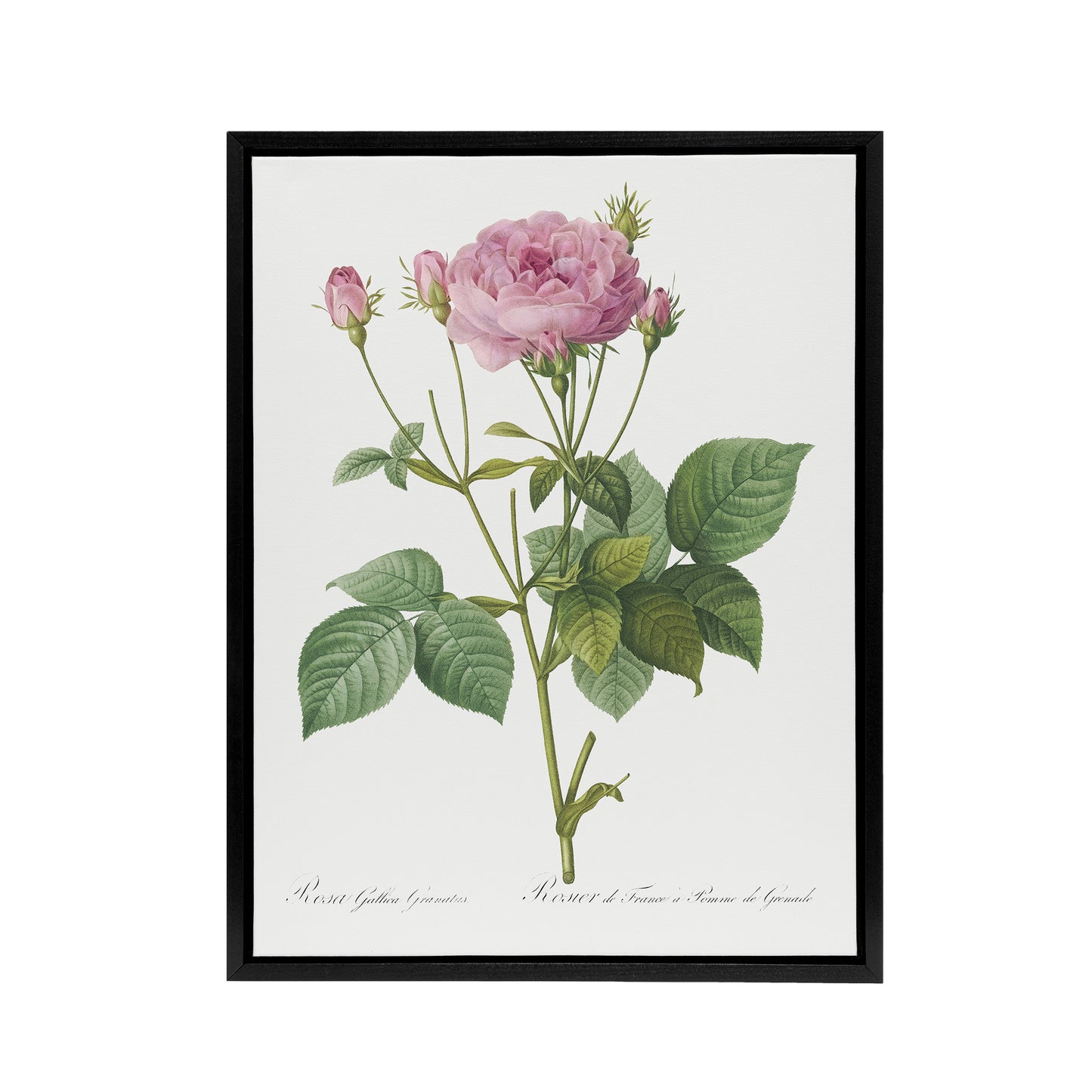 Gallic Rose Flower Illustration Redoute Vintage Framed Canvas Wall Art