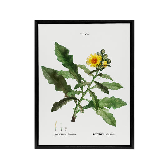 Sow Thistle Flower Bloom Redoute Vintage Black Framed Canvas Wall Art