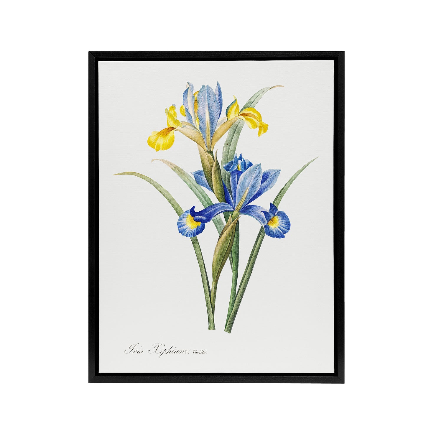 Spanish iris Botanical Redoute Vintage Black Framed Canvas Wall Art