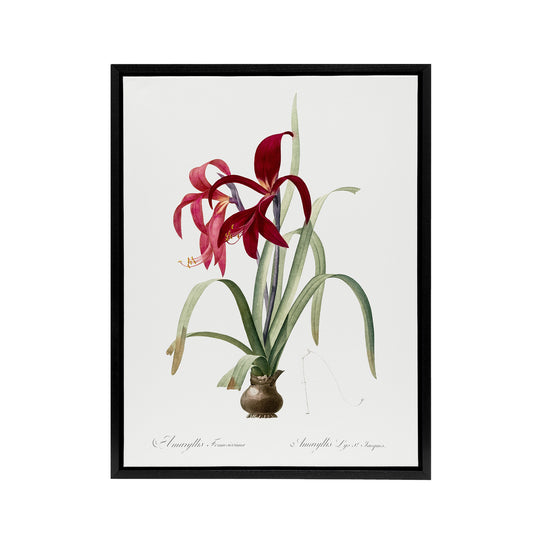 Aztec Lily Botanical Redoute Vintage Black Framed Canvas Wall Art