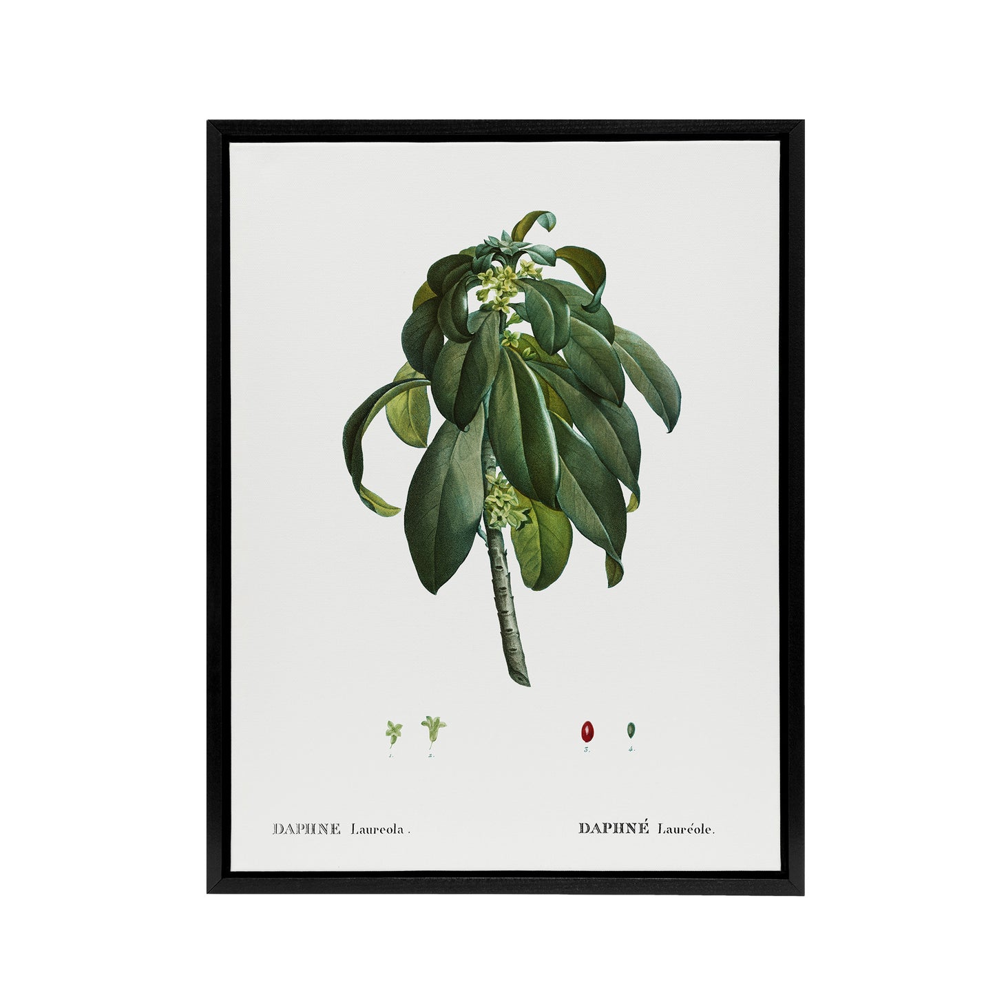 Spurge Laurel Botanical Redoute Vintage Black Framed Canvas Wall Art