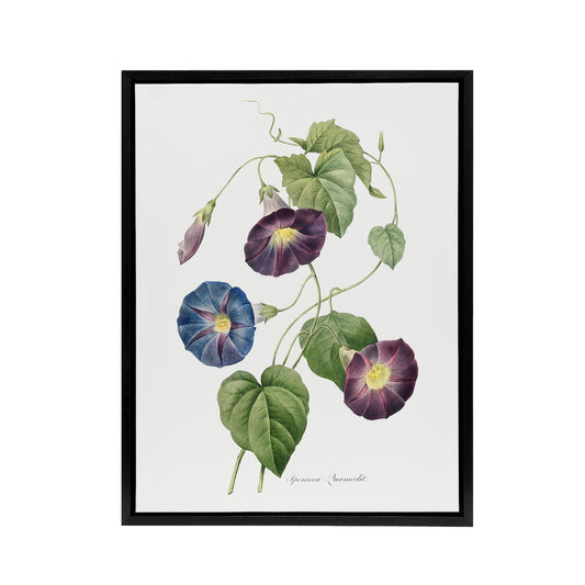 Morning Glory Floral Redoute Vintage Black Framed Canvas Wall Art