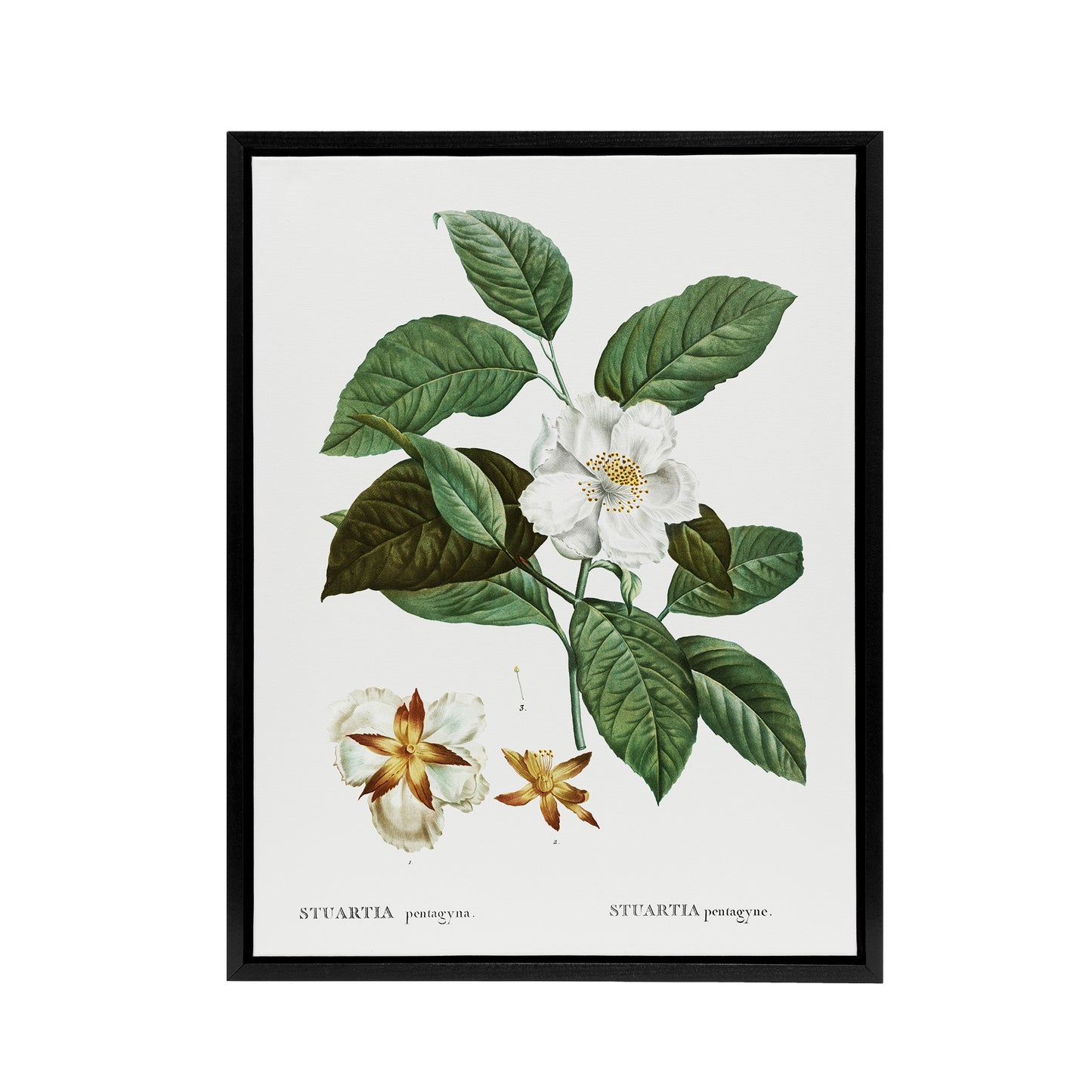 Mountain Camellia Flower Redoute Vintage Black Framed Canvas Wall Art