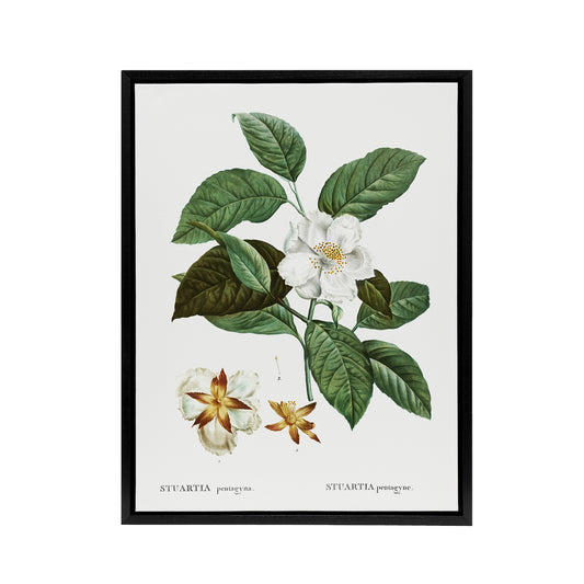 Mountain Camellia Flower Redoute Vintage Black Framed Canvas Wall Art