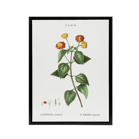 Lantana Plant Botanical Redoute Vintage Black Framed Canvas Wall Art