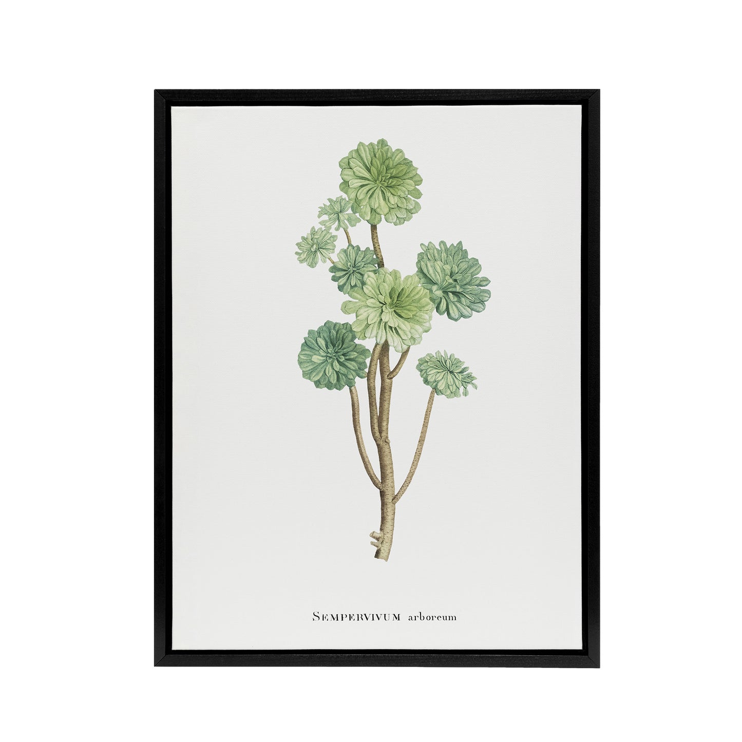 Tree Houseleek Succulent Redoute Vintage Black Framed Canvas Wall Art