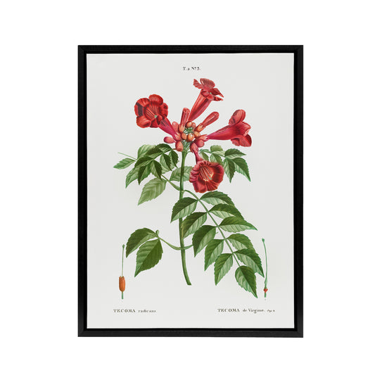 Trumpet Vine Flowers Redoute Vintage Black Framed Canvas Wall Art