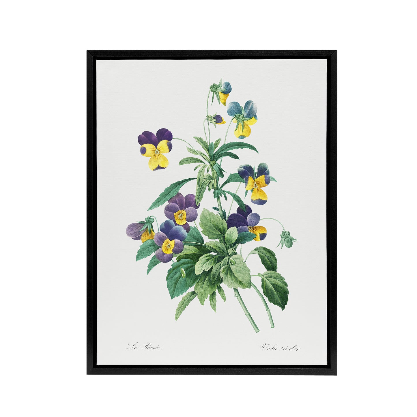 Wild Pansy Flower Illustration Redoute Vintage Framed Canvas Wall Art