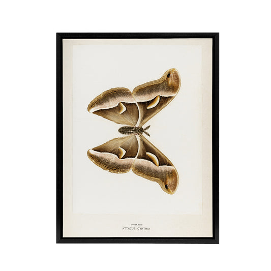 Ailanthus Silkmoth Vintage Illustration Denton Framed Canvas Wall Art Print