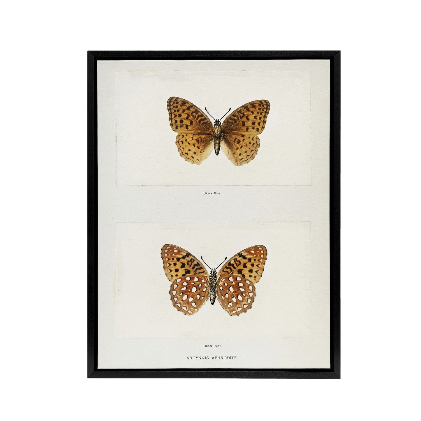 Aphrodite Fritillary Butterfly Denton Framed Canvas Wall Art Print