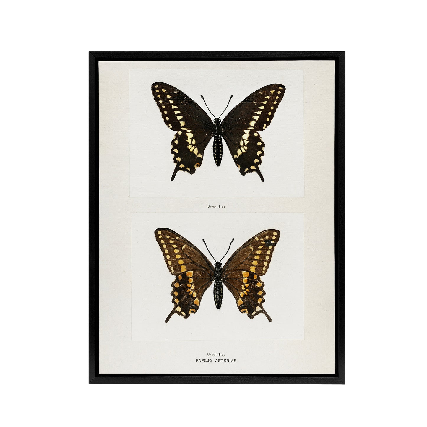 Black Swallowtail Butterfly Sherman Denton Framed Canvas Wall Art Print