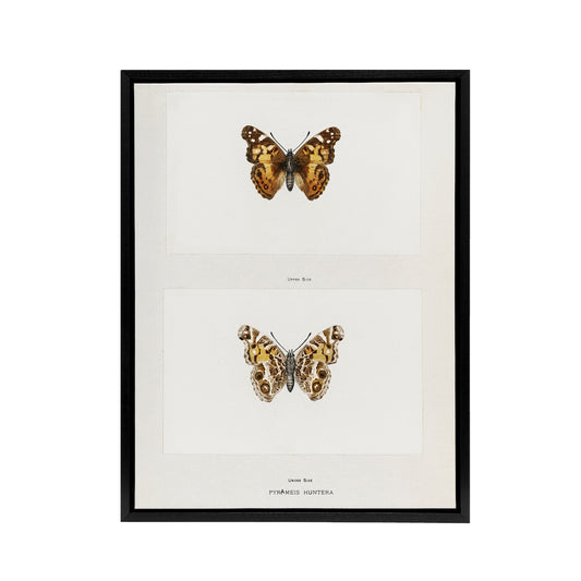 Brazilian Lady Vintage Butterfly Artwork Denton Framed Canvas Wall Art Print