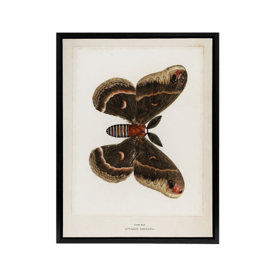 Cecropia Moth Vintage Illustration Denton Framed Canvas Wall Art Print