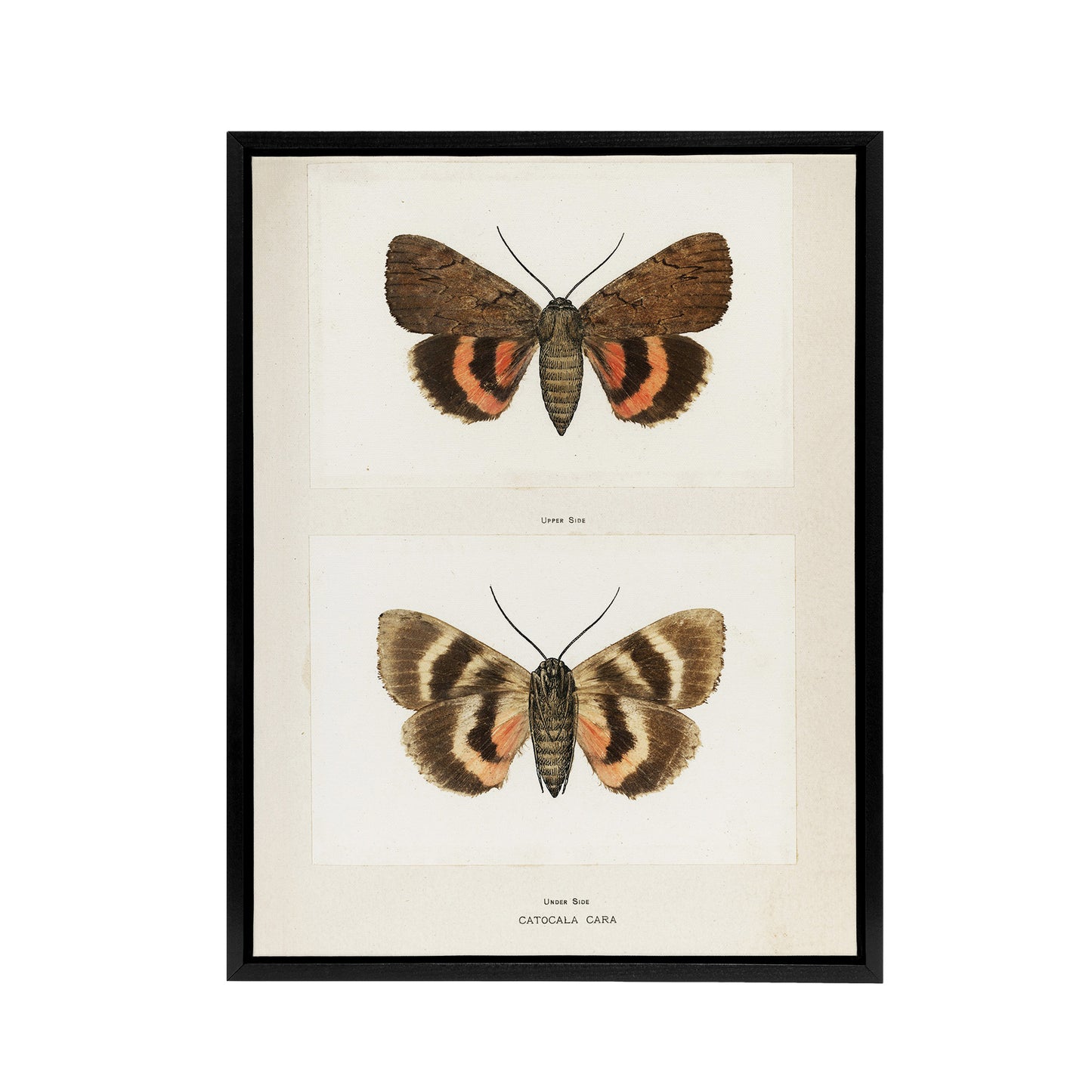 Darling Underwing Moth Illustration Denton Framed Canvas Wall Art Print