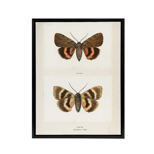 Darling Underwing Moth Illustration Denton Framed Canvas Wall Art Print